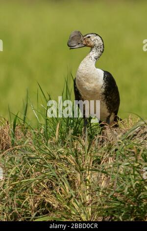 Comb Duck (Sarkidiornis melanotos) che vola su una zona umida nel sud dell'Ecuador. Foto Stock