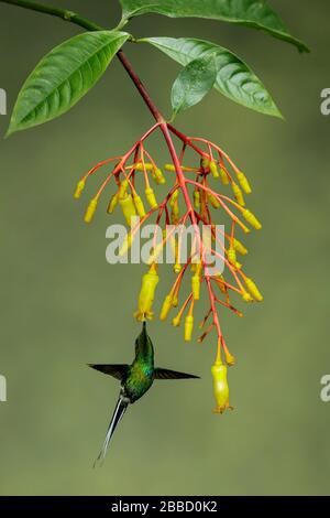 Tanager verde-e-oro (Tangara schrankii) volare mentre si nutrono ad un fiore nel sud dell'Ecuador. Foto Stock