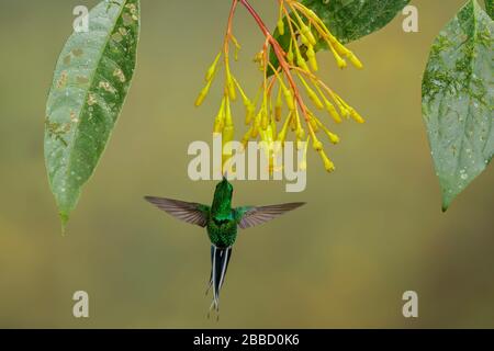 Tanager verde-e-oro (Tangara schrankii) volare mentre si nutrono ad un fiore nel sud dell'Ecuador. Foto Stock