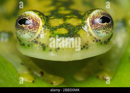 Rana di vetro reticolata (Hyalinobatrachium Valerioi) Costa Rica Foto Stock