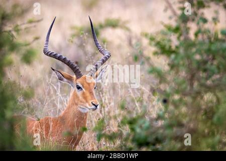 Maschio impala, aepyceros melampos, visto attraverso una radura nei cespugli del Parco Nazionale di Nairobi, Kenya. Formato orizzontale. Foto Stock