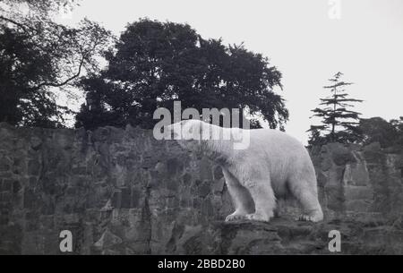 Intorno al 1930, storico, un orso polare che si erge su tutte le zampe su una roccia nel suo recinto alto recinto murato, lo Scottish National Zoological Park, vale a dire lo Zoo di Edimburgo, Edimburgo, Scozia, Regno Unito. Lo zoo si trova sulle pendici della collina Corstorphine. Foto Stock