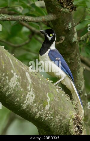 Jay dalla coda bianca (Cyanocorax mycacalis) arroccato su un ramo nel sud dell'Ecuador. Foto Stock