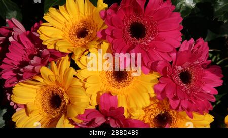 primo piano di un bouquet di gerbera rosa e gialla al sole Foto Stock