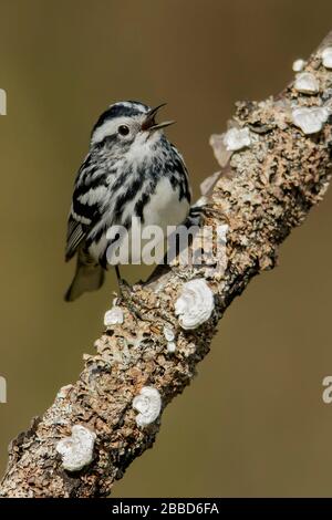 Warbler bianco e nero (Mniotilta varia) arroccato su una filiale in Ontario, Canada. Foto Stock