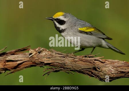 Warbler con ali d'oro (Vermivora crisoptera) arroccato su una filiale in Ontario, Canada. Foto Stock