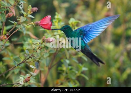 Grande Sapphirewing (Pterophanes cyanopterus) volare e nutrirsi su un fiore nelle Ande montagne in Colombia. Foto Stock