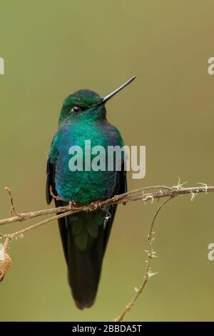 Grande Sapphirewing (Pterophanes cyanopterus) arroccato su un ramo delle Ande montagne in Colombia. Foto Stock