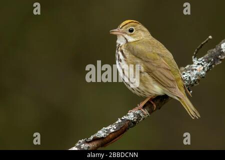 Ovenbird (Seiurus aurocapillus) arroccato su una filiale in Ontario, Canada. Foto Stock