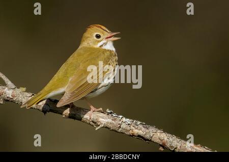 Ovenbird (Seiurus aurocapillus) arroccato su una filiale in Ontario, Canada. Foto Stock