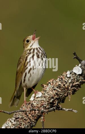 Ovenbird (Seiurus aurocapillus) arroccato su una filiale in Ontario, Canada. Foto Stock