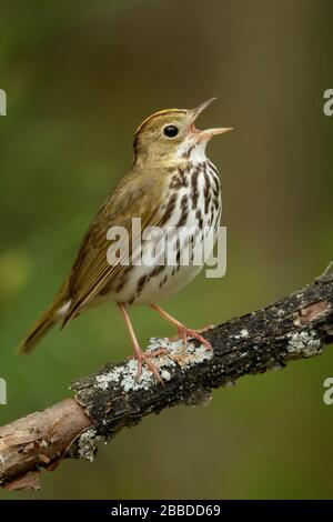 Ovenbird (Seiurus aurocapillus) arroccato su una filiale in Ontario, Canada. Foto Stock