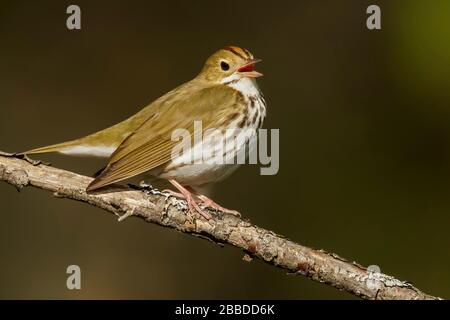 Ovenbird (Seiurus aurocapillus) arroccato su una filiale in Ontario, Canada. Foto Stock