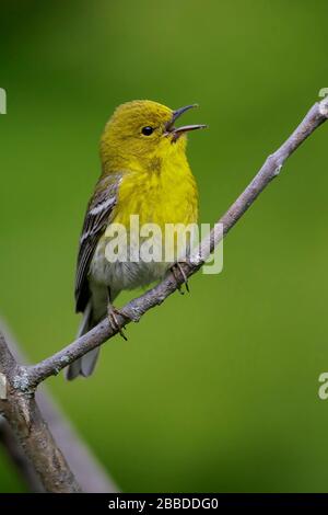 Pine Warbler (Dendroica pinus) arroccato su una succursale in Ontario, Canada. Foto Stock