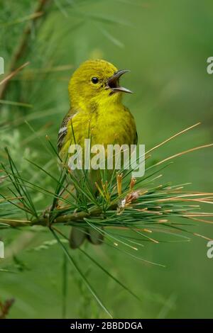 Pine Warbler (Dendroica pinus) arroccato su una succursale in Ontario, Canada. Foto Stock