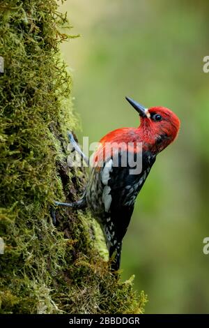 Sapsucker rosso-breasted (gomma di Sphyrapicus) Foto Stock