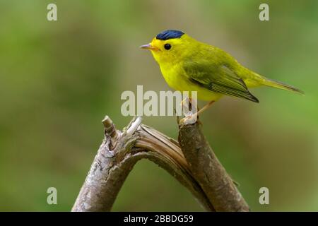 Wilsons Warbler (Wilsonia pusilla) Foto Stock