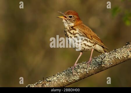 Thrush di legno (Hylocichla mustelina) appollaiato su una filiale in Ontario, Canada. Foto Stock