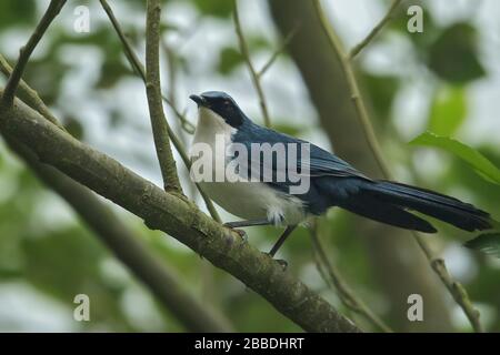 Blue-and-white Mockingbird (melanotis hypoleuucus) arroccato su un ramo in Guatemala in America Centrale. Foto Stock