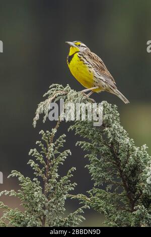 Eastern Meadowlark (Sturnella magna) arroccato su una filiale in Guatemala in America Centrale. Foto Stock