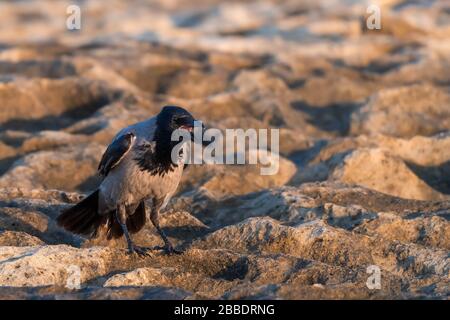 Corvo uccello sulle rocce Foto Stock