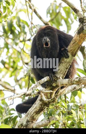 Ohler Monkey, Alouatta appollaiato su una filiale in Guatemala in America Centrale Foto Stock