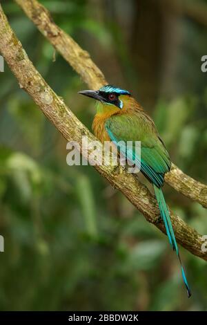 Motmot della lezione (Momotus coeruliceps lessonii) appollaiato su un ramo in Guatemala in America Centrale. Foto Stock