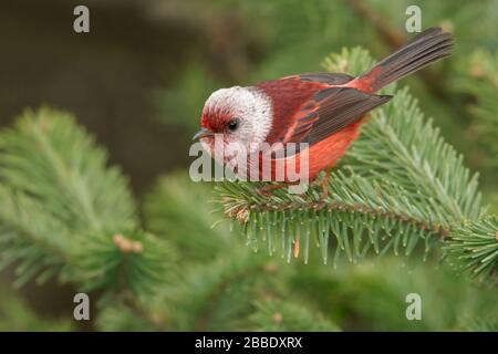 Warbler con testa rosa (Cardellina versicolor) arroccato su una filiale in Guatemala in America Centrale. Foto Stock