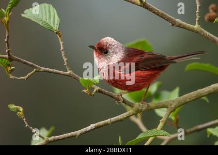 Warbler con testa rosa (Cardellina versicolor) arroccato su una filiale in Guatemala in America Centrale. Foto Stock