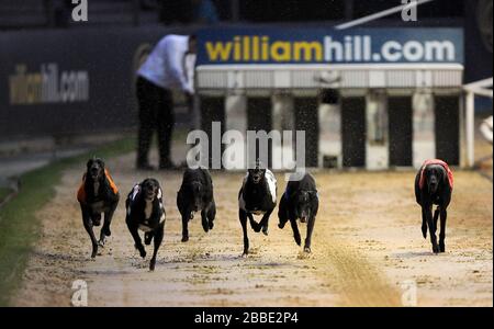 Bittles Bar (seconda a sinistra) sulla strada per vincere la William Hill Greyhound Derby 4th Quarter Final Foto Stock