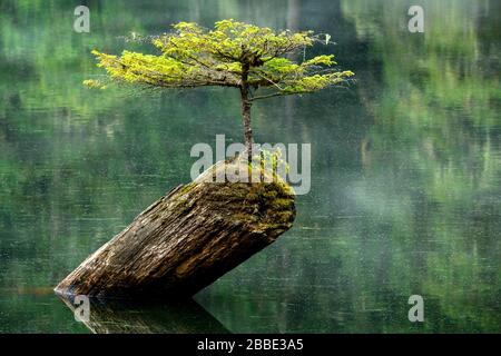 Fairy Lake Tree, Port Renfrew, Isola di Vancouver, BC, Canada Foto Stock