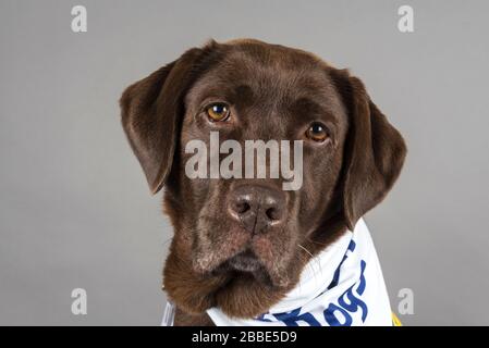 Ritratto di un cane da compagnia nel Regno Unito Foto Stock