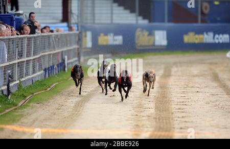 Shaneboy Spencer (rosso 1) conduce sulla strada per vincere il William Hill Derby 3rd Round Heat 3 da Longwood Bound (bianco/nero 6), Bouncy Bocko (arancione 5), Droopys Loner (nero 4) e Farloe Tango (bianco 3) Foto Stock