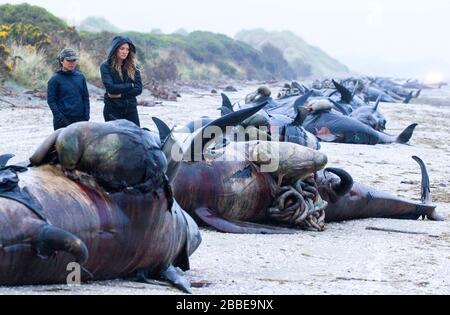 Centinaia di balene pilota morte in camicia sulla spiaggia in Nuova Zelanda. Gli scienziati non sono sicuri del perché questo accade. Le condizioni meteorologiche e l'ecolocalizzazione possono essere motivi. Foto Stock