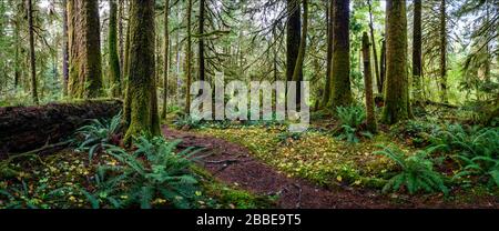 Carmanah Walbran Parco Provinciale, Isola di Vancouver, BC, Canada Foto Stock