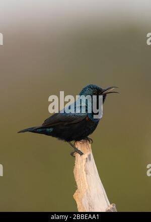 Sunbird viola (Cinnyris asiaticus) canto maschile Foto Stock