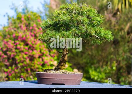 Eccezionale esemplare informale dritto Cedar del Libano bonsai in mostra in un giardino appassionati a Bangor Irlanda del Nord Foto Stock