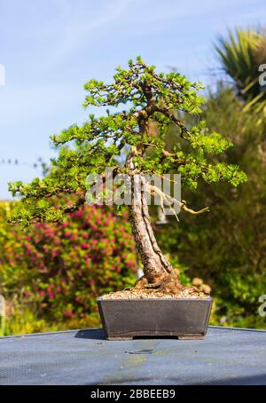 Esemplare informale verticale Larice bonsai in mostra in un giardino per appassionati a Bangor Irlanda del Nord Foto Stock