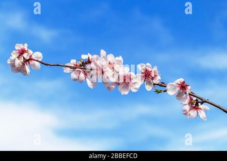 Luce naturale e fiori rami di pesco, sfondo blu sfocato cielo. Foto Stock