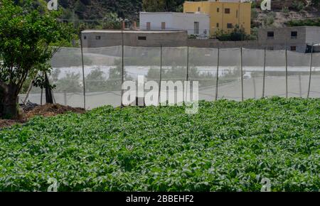 piccola piantagione di patate all'aperto pronto per la raccolta Foto Stock