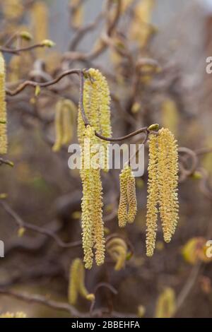 Struttura di cavatappi nocciolo (Corylus avellana) Foto Stock