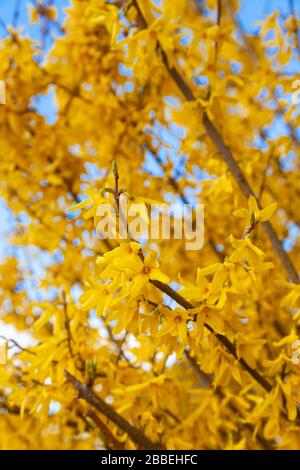 Primo piano di fiori gialli forsithia Foto Stock