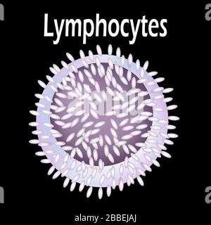 La struttura del linfocita. Linfociti cellule ematiche. Immunità ai globuli bianchi. Leucociti. Infografiche. Illustrazione del vettore. Illustrazione Vettoriale