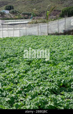 piccola piantagione di patate all'aperto pronto per la raccolta Foto Stock