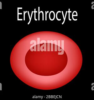 La struttura dei globuli rossi. Eritrociti. La struttura degli eritrociti. Infografica. Illustrazione vettoriale su isolato Illustrazione Vettoriale