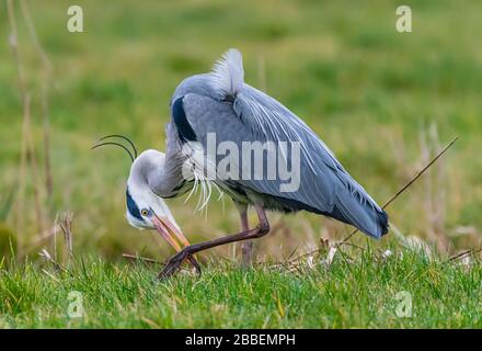 Adulto airone cinerino (Ardea cinerea), una grande waterside trampolieri, flessione in avanti a mangiare da terra in inverno nel West Sussex, Regno Unito. Foto Stock