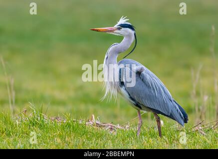 Vista laterale di un adulto airone cinerino (Ardea cinerea), una grande waterside trampolieri, in piedi su erba in inverno nel West Sussex, Regno Unito. Foto Stock