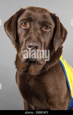 Ritratto di un cane da compagnia nel Regno Unito Foto Stock