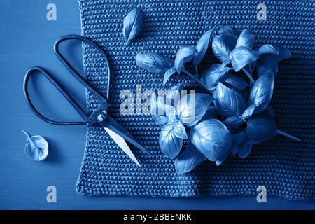 colore di tendenza dell'anno 2020 blu classico. erba di basilico fresco su sfondo grigio Foto Stock
