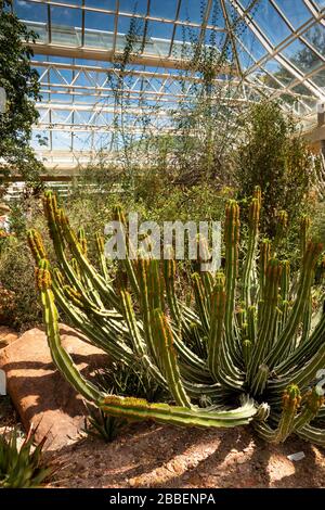 Sud Africa, Città del Capo, Kirstenbosch National Botanical Garden, Botanical Society Conservatory, cactus tra aree aride che piantano Foto Stock